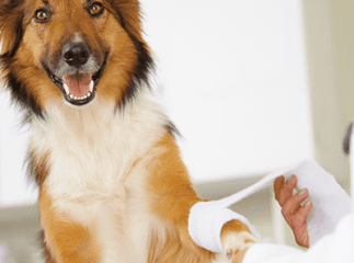 chien plaie qui ne cicatrise pas